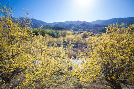 The villages and valleys of Gurye in Korea, where cornelian flowers bloom.の写真素材