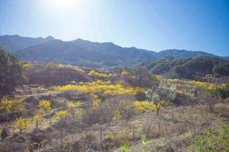 The villages and valleys of Gurye in Korea, where cornelian flowers bloom.の写真素材