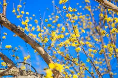The villages and valleys of Gurye in Korea, where cornelian flowers bloom.の写真素材
