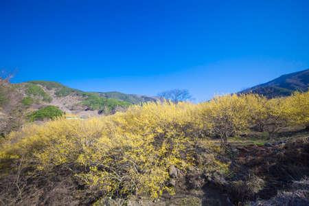 The villages and valleys of Gurye in Korea, where cornelian flowers bloom.の写真素材