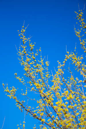 The villages and valleys of Gurye in Korea, where cornelian flowers bloom.の写真素材