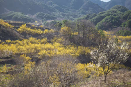 The villages and valleys of Gurye in Korea, where cornelian flowers bloom.の写真素材