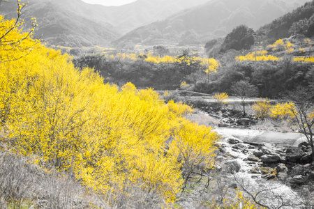 The villages and valleys of Gurye in Korea, where cornelian flowers bloom.の写真素材
