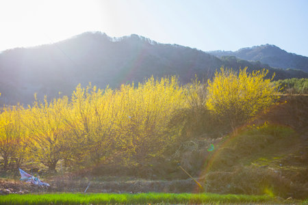 The villages and valleys of Gurye in Korea, where cornelian flowers bloom.の写真素材