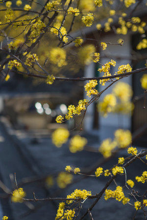 The villages and valleys of Gurye in Korea, where cornelian flowers bloom.の写真素材
