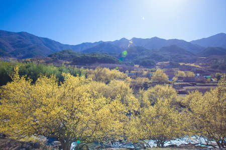 The villages and valleys of Gurye in Korea, where cornelian flowers bloom.の写真素材