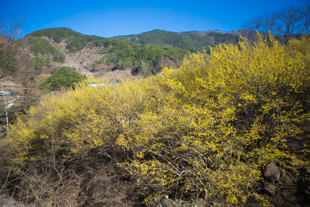 The villages and valleys of Gurye in Korea, where cornelian flowers bloom.の写真素材
