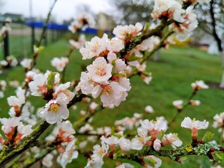Flowering nanking cherry in morning dew. Mobile photo with selective focus. horizontal photo orientationの写真素材