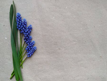 Muscari blue spring flowers layout with green oblong leaves on craft recycled paper. Horisontal photoの写真素材