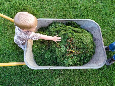 toddler flattens grass, freshly cut by grassmower in wheelbarrow by his hand. Little helper