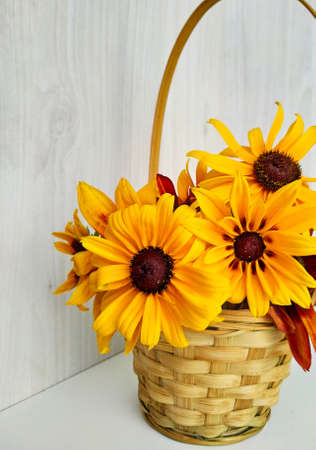 wicker basket with flowers of golden bicolor rudbeckia on a light wood background. Selective focusの写真素材