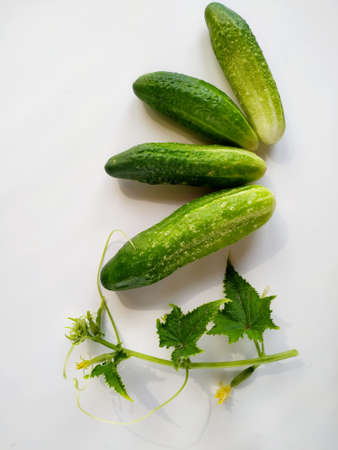 Flatly of fresh farm cucumbers and flowering cucumber sprouts on white background.の写真素材