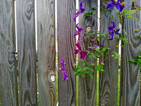 purple clematis on the weathered wooden fence.の写真素材