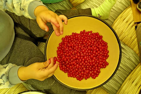 little blonde boy sitting on the table helps to sort out red currants.