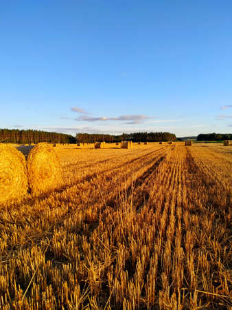 summer landscape. Mown rye under a bright blue sky with light clouds.