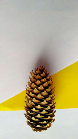 fir cone on geometric white-yellow background. Minimalistic conceptの写真素材