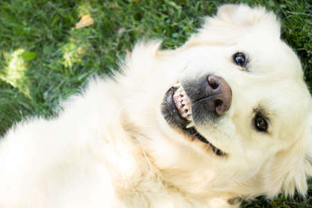 Happy smiling golden retriever lying on his back on the lawn and smiling.