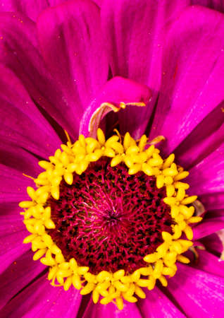 flower of fuchsia colored zinnia elegance close-up. square framingの写真素材