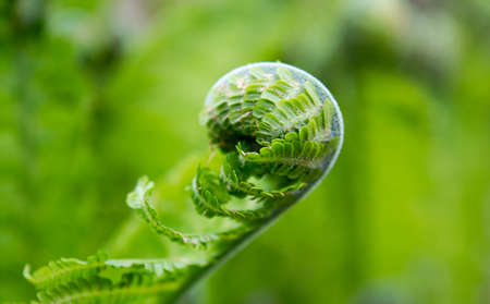 close-up of a swirling blooming fern shoot on a green background.の写真素材