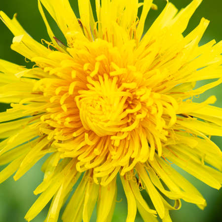 yellow blooming dandelion close up on green background