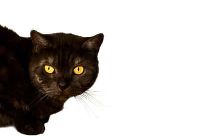 a dark brown cat with bright yellow eyes looks into the camera.の写真素材