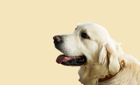 golden retriever isolated on biege background looking at copyspace.の写真素材