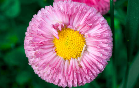 close-up of a blooming daisy with a yellow core.