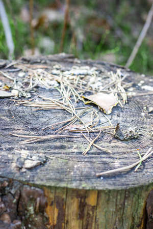 Old stump in the forest. Natural product stand.