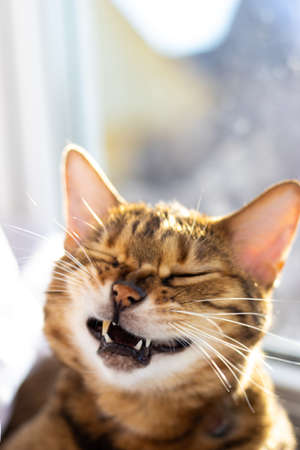 close-up portrait of a smiling bengal cat with closed eyes