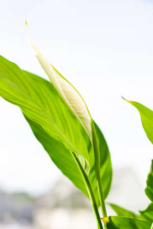 close-up of a closed Spathiphyllum bud and its leaves.の写真素材