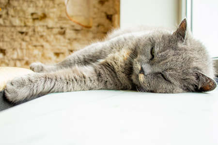 gray with green eyes old cat lies on the windowsill. looking at cameraの写真素材
