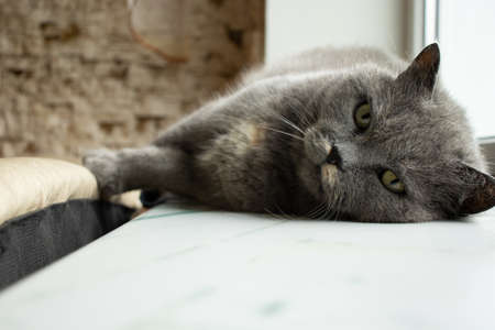 gray with green eyes old cat lies on the windowsill. looking at cameraの写真素材