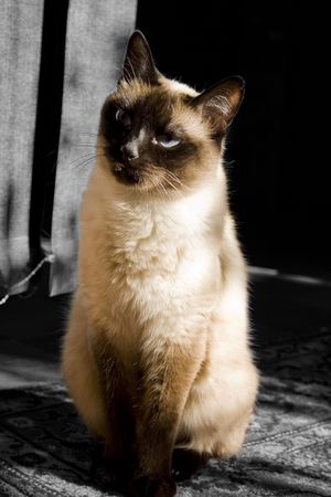 domestic cat on the floorの写真素材