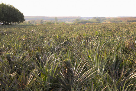 this is a picture of pineapple farm in the North of Thailand.の写真素材