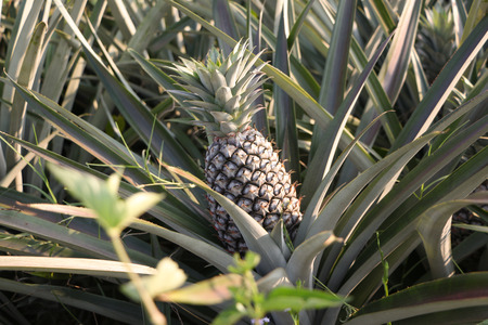 this is a picture of pineapple farm in the North of Thailand.の写真素材