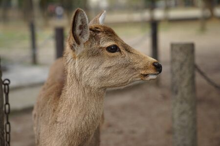 Nara deer was standing in front of Todaiji temple which is well-known to tourist as a city of deer.の写真素材