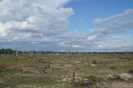 This is a picture of dead trees at way to Neak Poun Templeの写真素材