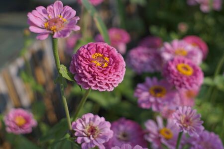 Chrysanthemum flowers is blooming in the gardenの写真素材