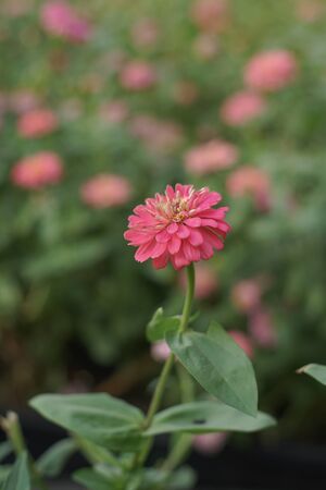 Chrysanthemum flowers is blooming in the gardenの写真素材