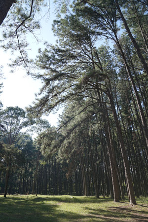 Pine wood in Chiang Mai, Thailand on winter seasonの写真素材