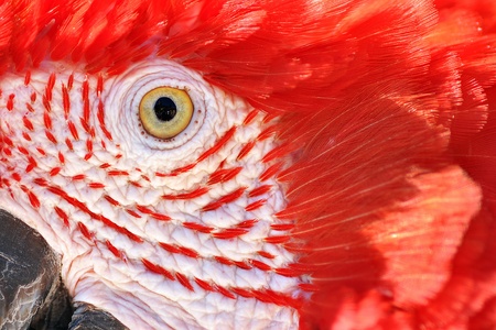 Closeup of a Scarlet Macawの写真素材