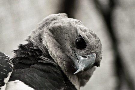 A closeup shot of the face of a harpy eagle の写真素材
