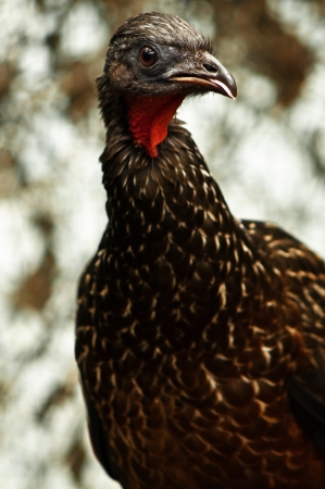 A picture of a crested guan の写真素材