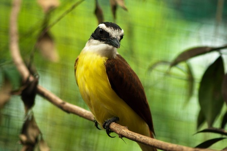 A rusty margined flycatcher sitting on a branch の写真素材