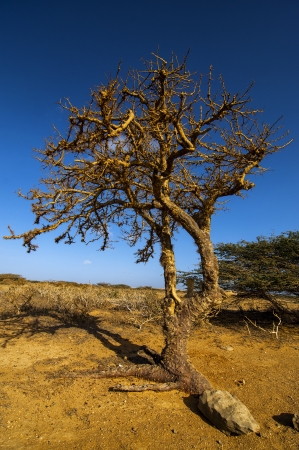 A leafless twisted tree in a barren landscape の写真素材