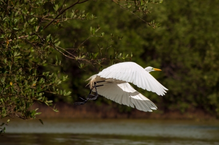 A great egret in the process of taking off の写真素材