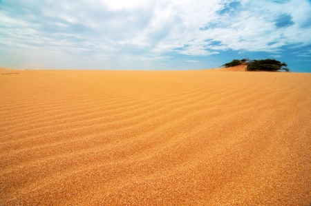 A shrub appearing from the Taroa Sand Dune in Guajira, Colombia の写真素材
