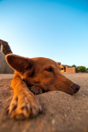 A lazy dog lying in the sand at a beach and relaxing の写真素材