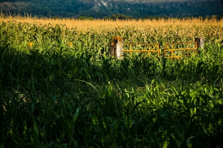 A field of corn being beautifully lit by the sun の写真素材