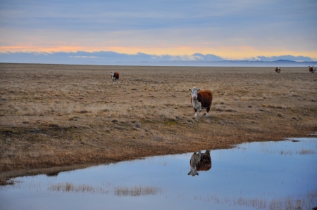 Cows early in the morning in Tierra del Fuego の写真素材